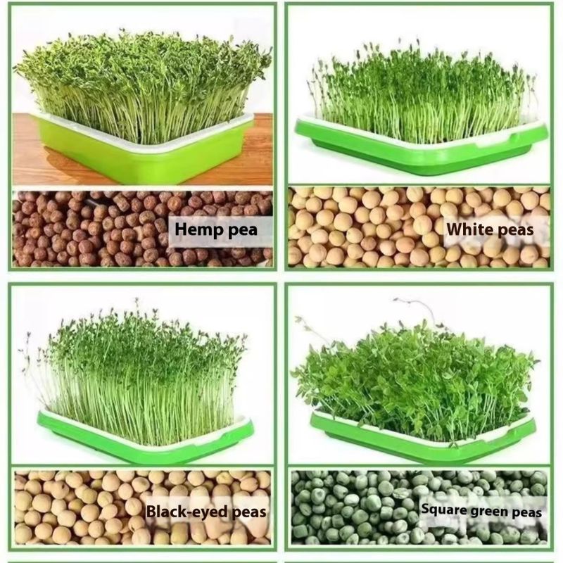 multi-layer sprout tray