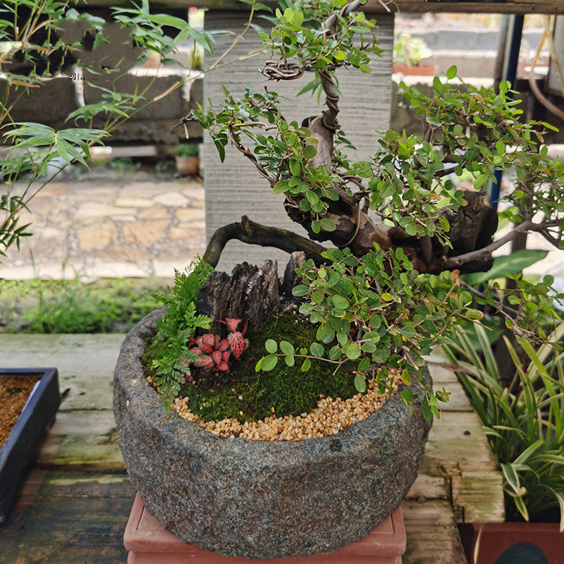 Miniature bonsai garden