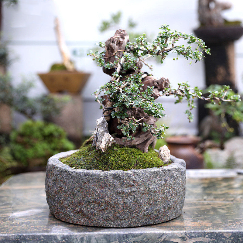 Low maintenance indoor plant