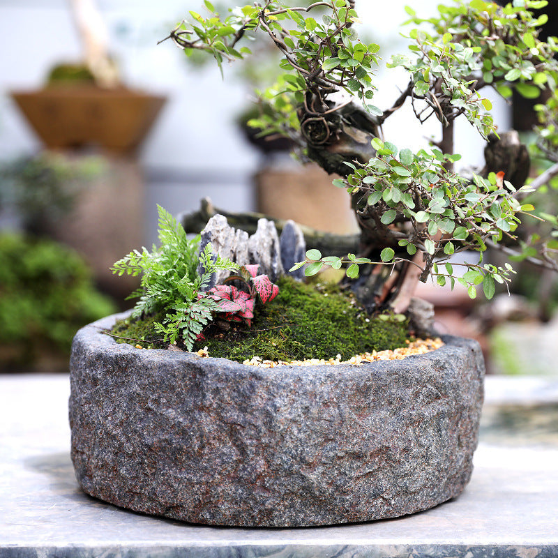Live bonsai tree