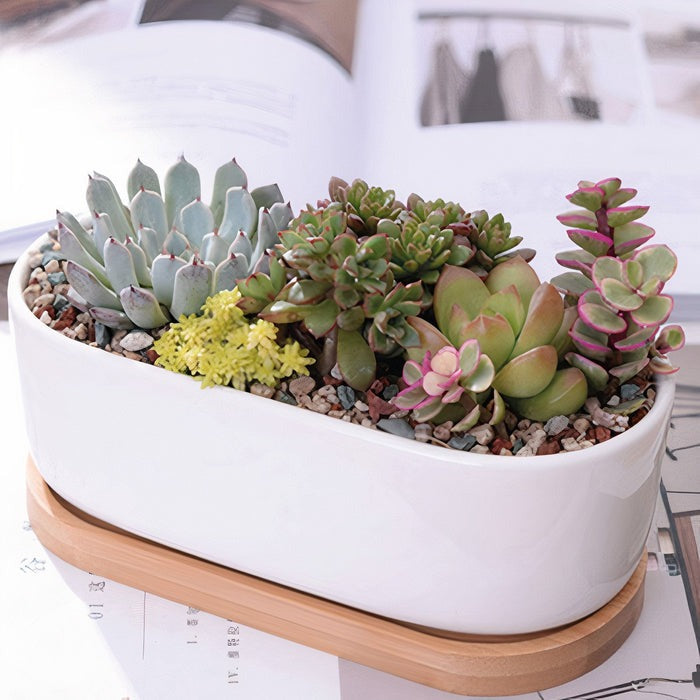 Low maintenance indoor plants