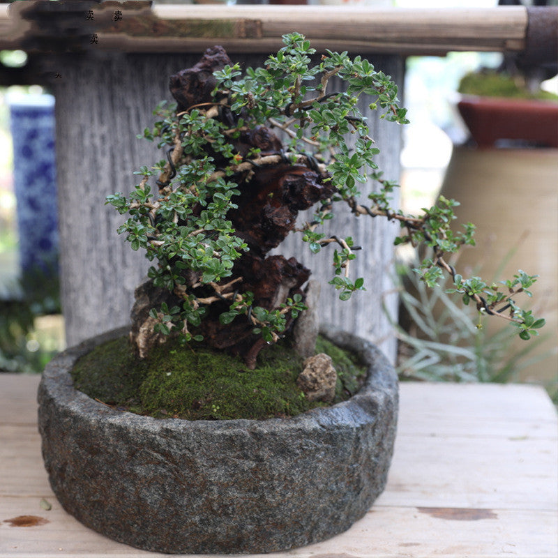 Gardening Simulation Stone Flower Bonsai