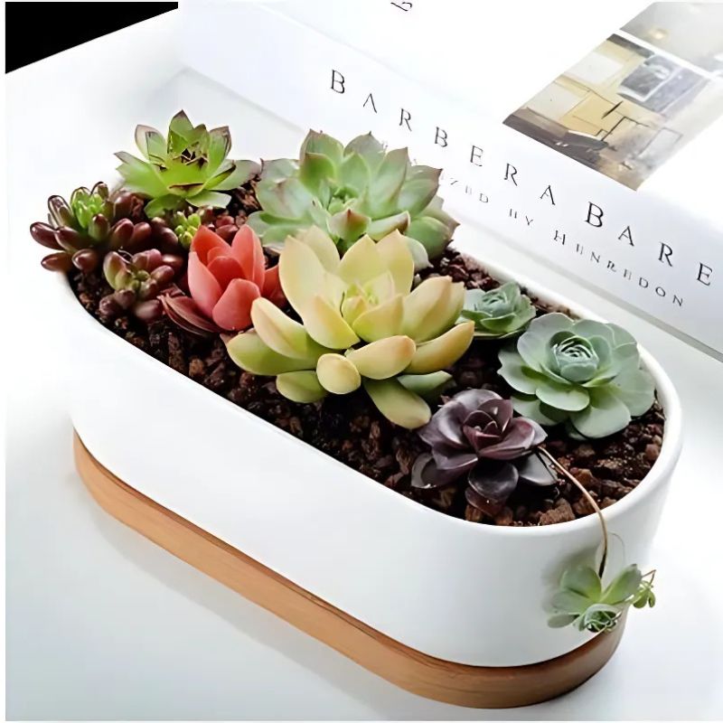 Therapy plant gift