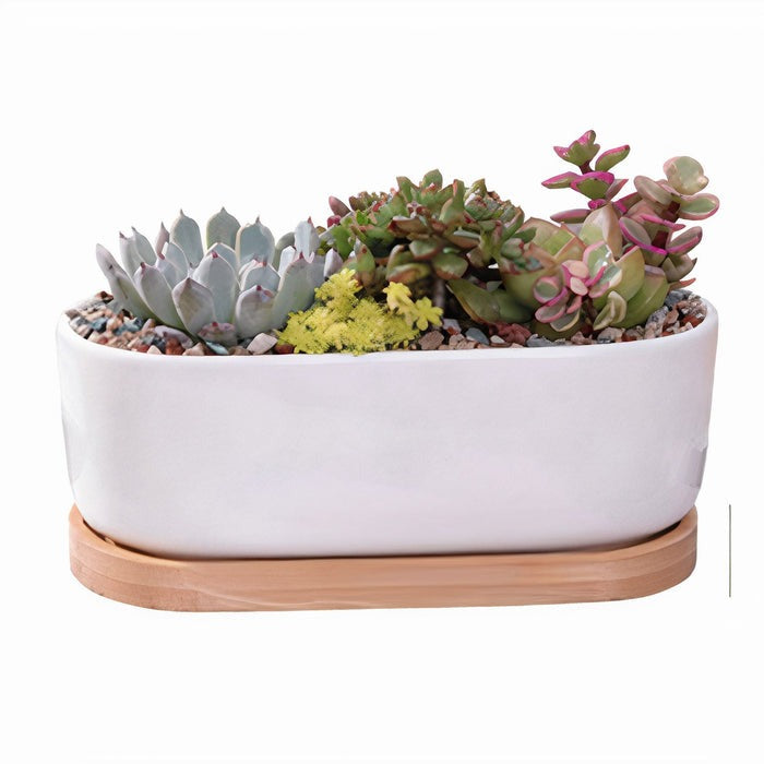 Office desk plant